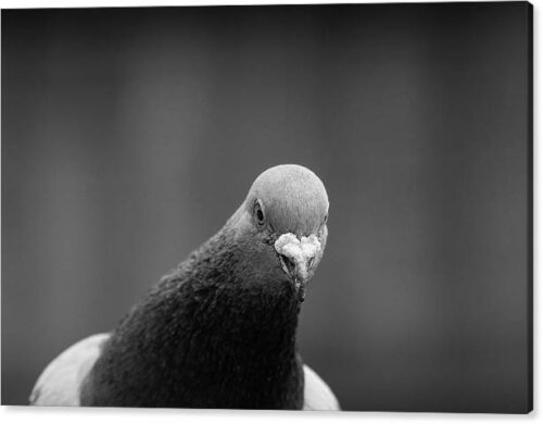, Black & White Canvas Prints, the-curious-pigeon-canvas-print