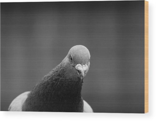 , Black & White Wood Prints, the-curious-pigeon-wood-print