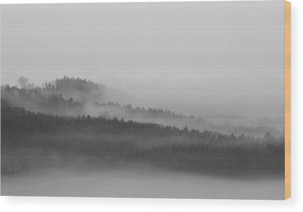 Foggy forest photograph - Wood print for sale