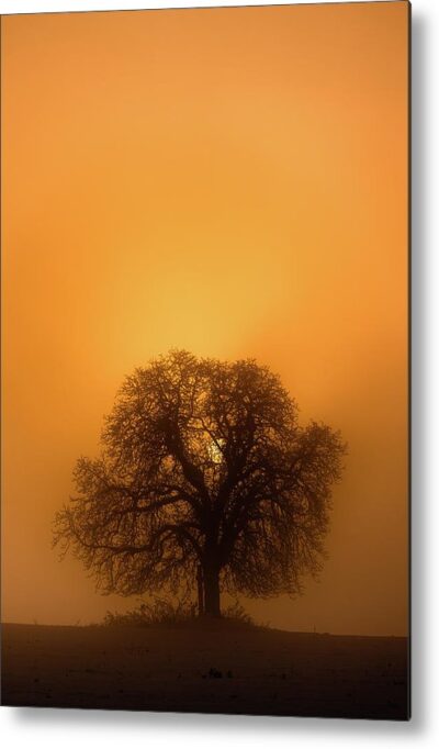 , Minimalist Metal Prints, the-majestic-tree-in-golden-hour-silhouette-metal-print