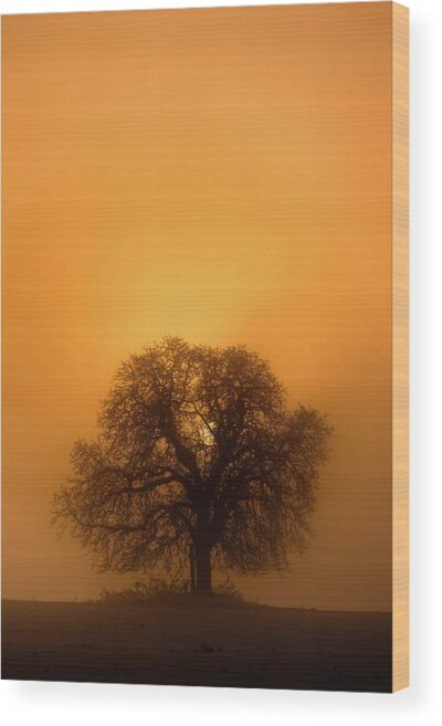 , Landscape Wood Prints, the-majestic-tree-in-golden-hour-silhouette-wood-print
