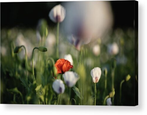 , Nature Acrylic Prints, the-poppy-field-i-acrylic-print
