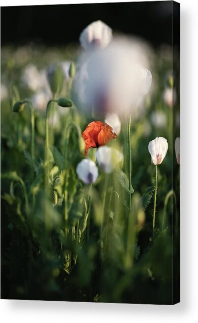 , Nature Acrylic Prints, the-poppy-field-ii-acrylic-print