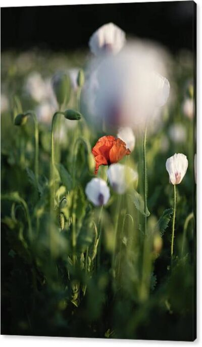 , Nature Canvas Prints, the-poppy-field-ii-canvas-print