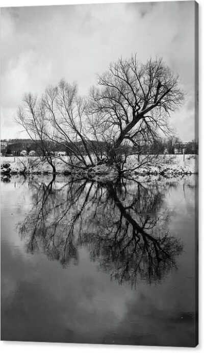 , Landscape Canvas Prints, the-reflection-of-a-tree-in-water-canvas-print