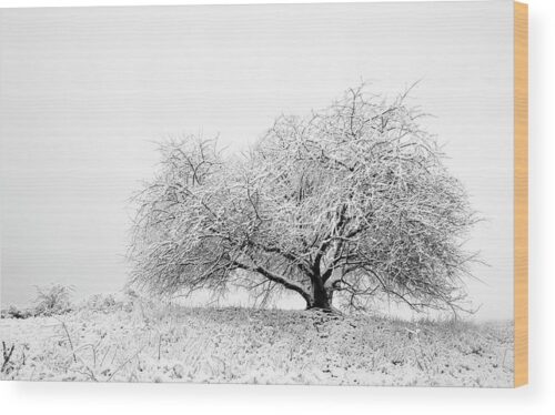 , Nature Wood Prints, the-snowy-tree-in-winter-landscape-wood-print