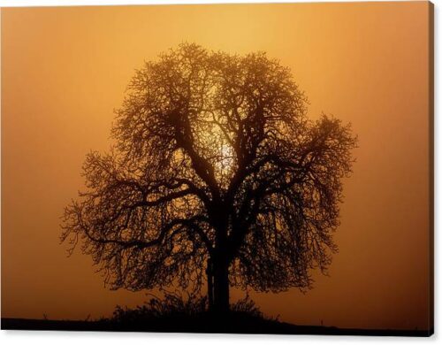 The Sun Rising Behind a Tree - Canvas Photography Print, Landscape Canvas Prints, The Sun Rising Behind a Tree – Canvas Photography Print