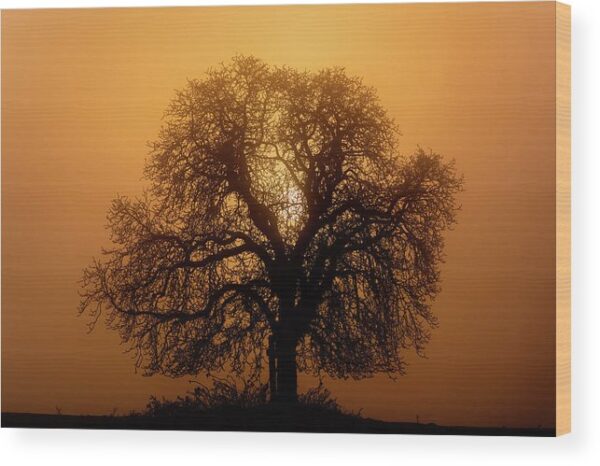 The Sun Rising Behind a Tree – Wood Print