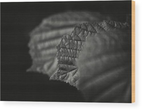 Three leaves photograph - Wood print for sale, Nature Wood Prints, three-leaves-wood-print