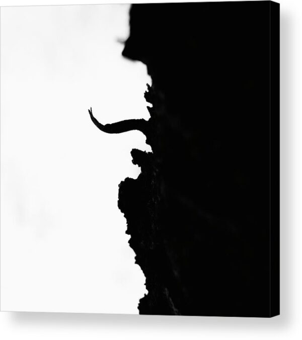 Tree Bark Silhouette – Acrylic Print