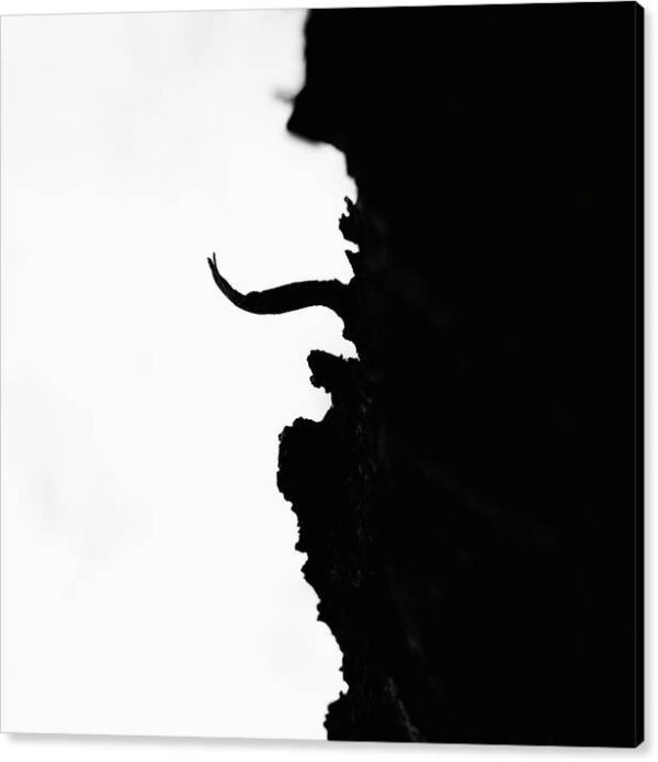 Tree Bark Silhouette – Canvas Photography Print