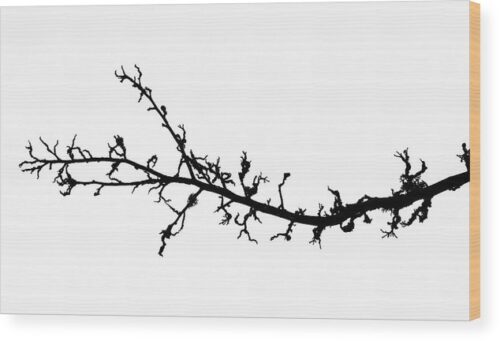 Tree branch - Minimalist photograph - Wood print for sale, Nature Wood Prints, tree-branch-art-wood-print