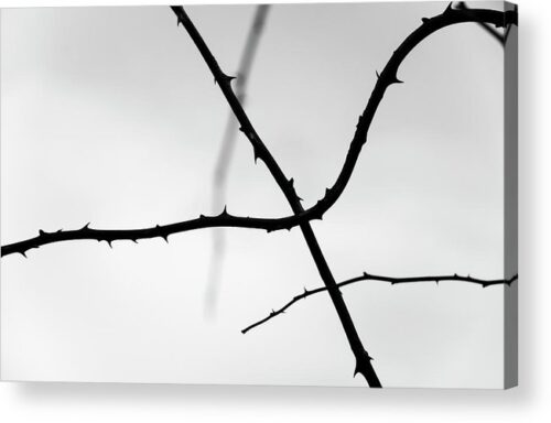 , Nature Acrylic Prints, tree-branches-silhouettes-acrylic-print