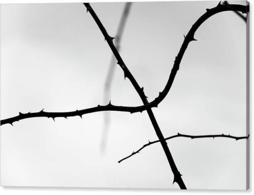 , Minimalist Canvas Prints, tree-branches-silhouettes-canvas-print
