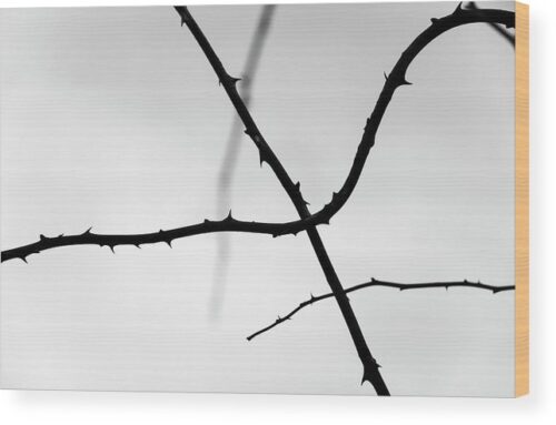 Minimalist photograph of branches - Wood print for sale, Nature Wood Prints, Minimalist photograph of branches – Wood print for sale