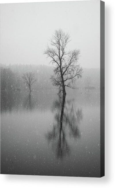 , Landscape Acrylic Prints, tree-in-the-water-acrylic-print