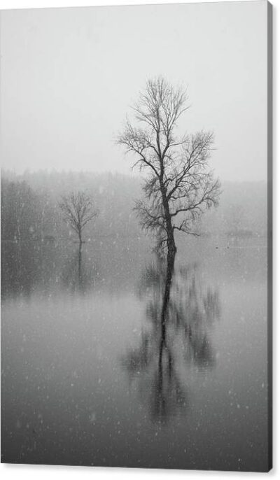 , Landscape Canvas Prints, tree-in-the-water-canvas-print