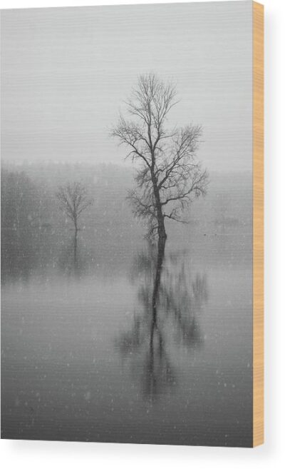 , Landscape Wood Prints, tree-in-the-water-wood-print