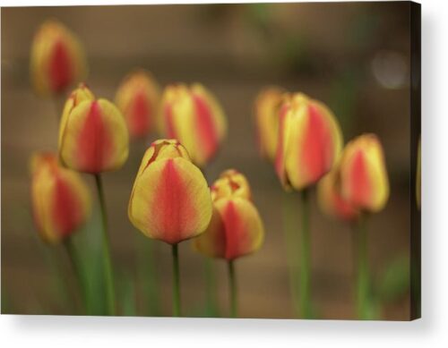 , Nature Acrylic Prints, tulips-acrylic-print