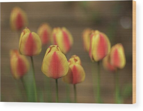 Photograph of tulips - Wood print for sale, Wood Prints, Photograph of tulips – Wood print for sale