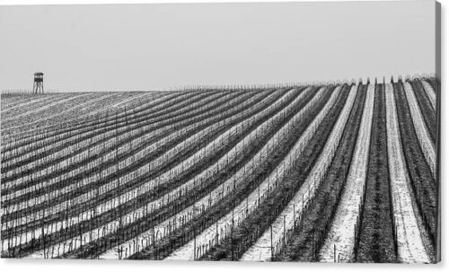 , Canvas Prints, winter-in-the-vineyard-canvas-print
