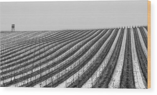 Winter vineyard photograph - Wood print for sale, Landscape Wood Prints, winter-in-the-vineyard-wood-print