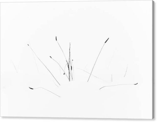 Minimalist photo of a plant in the snow - Canvas print, Minimalist Canvas Prints, Minimalist photo of a plant in the snow – Canvas print