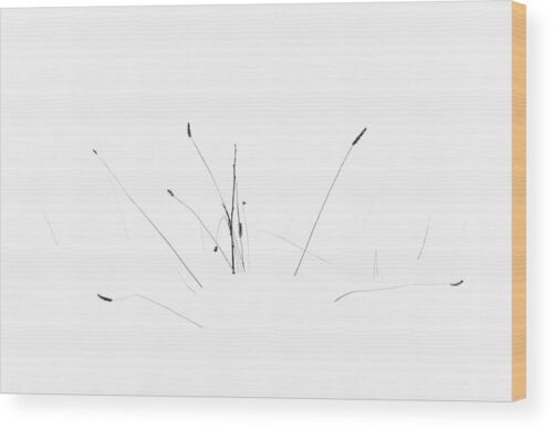 Winter flower minimalist photograph - Wood print for sale, Minimalist Wood Prints, winter-minimalist-photo-of-a-plant-in-the-snow-wood-print
