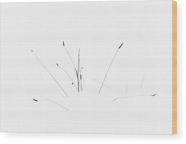 Winter flower minimalist photograph - Wood print for sale