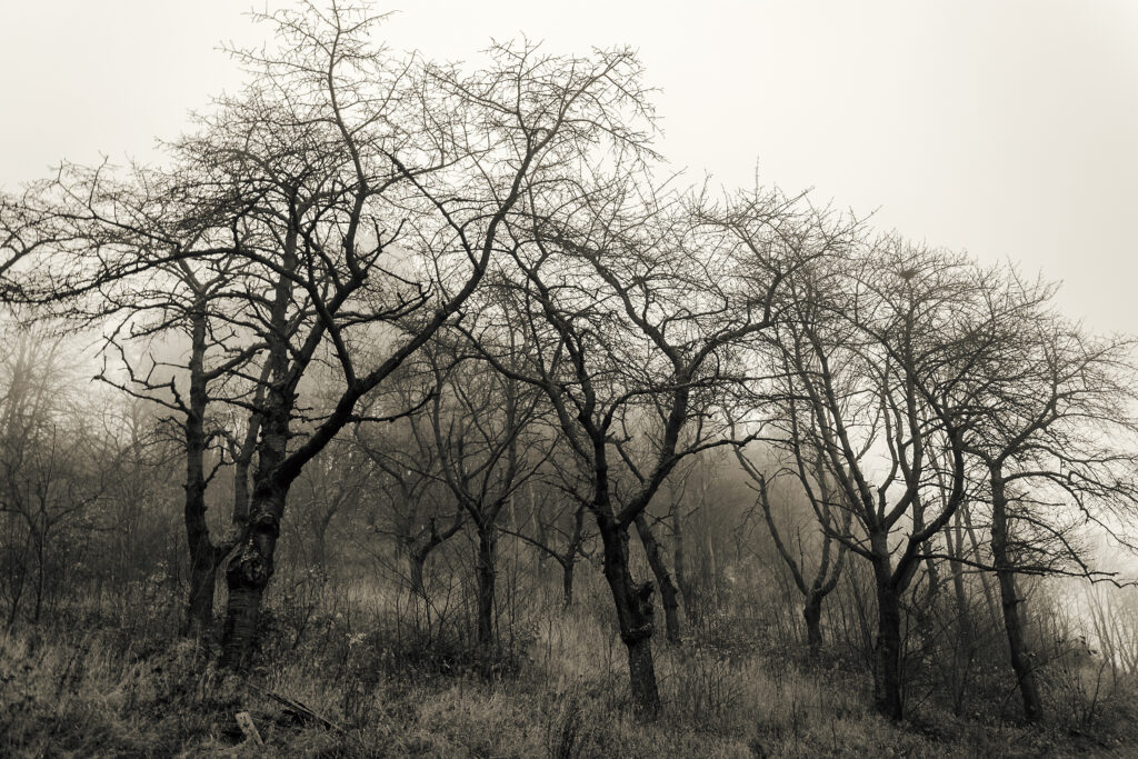 Foggy forest, Martin Vorel, 2017. Aperture: ƒ/3.5, Camera: NIKON D7100, Focal length: 18mm, ISO: 320, Shutter speed: 1/15s.