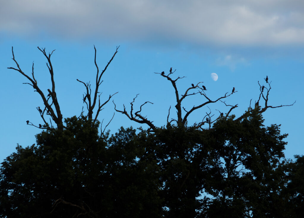 Silhouettes of tree branches and cormorants sitting on them, Martin Vorel, 2016. Aperture: ƒ/2.5, Camera: XZ-2, Focal length: 24mm, ISO: 100, Shutter speed: 1/2000s.