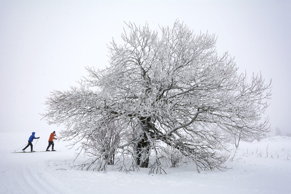 Snowy tree and cross country skiers, Martin Vorel, 2019. Aperture: ƒ/13, Camera: NIKON D7100, Exposure bias: +1EV, Focal length: 18mm, ISO: 100, Shutter speed: 1/80s.