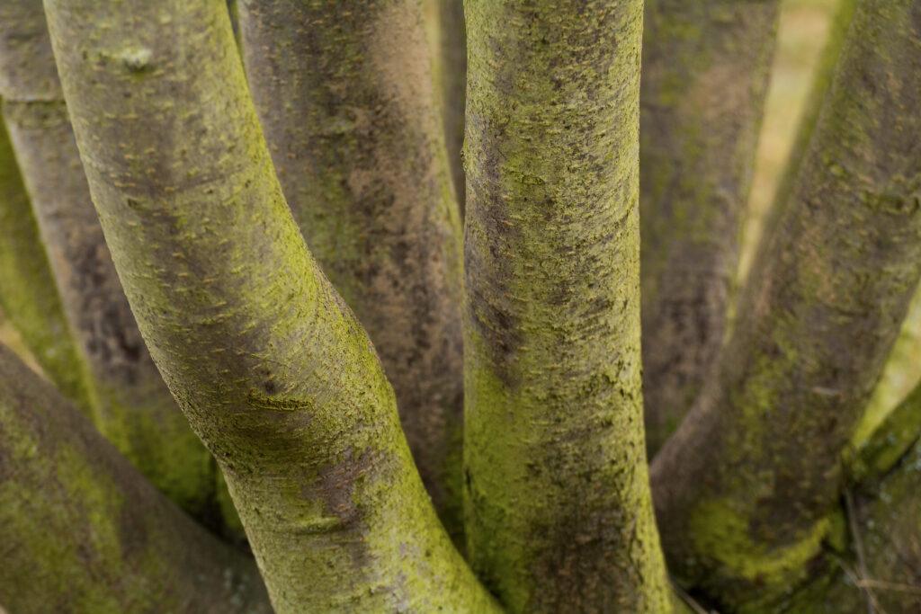 Photograph of a clump of tree trunks, Martin Vorel, 2018. Aperture: ƒ/4.5, Camera: NIKON D7100, Focal length: 120mm, ISO: 400, Shutter speed: 1/400s