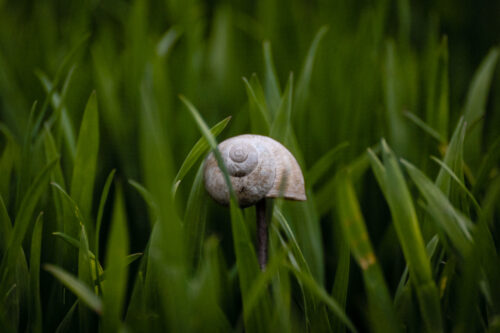 A Green Grass Snail Shell - Fine art photograph for sale as an art print, Minimalism, A Green Grass Snail Shell – Fine art photograph for sale as an art print