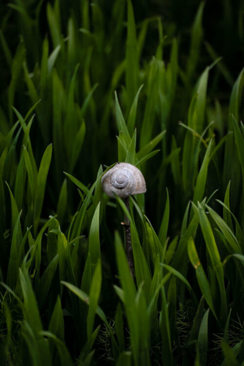 Snail Shell in the Grass – Fine art photograph for sale - Art print by Martin Vorel