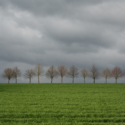 Trees in a Row – Fine art photography print for sale - Art print by Martin Vorel