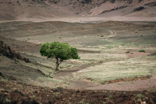 Lone tree in Mongolian Gobi desert - Landscape photograph for sale, Color, Lone tree in Mongolian Gobi desert – Landscape photograph for sale
