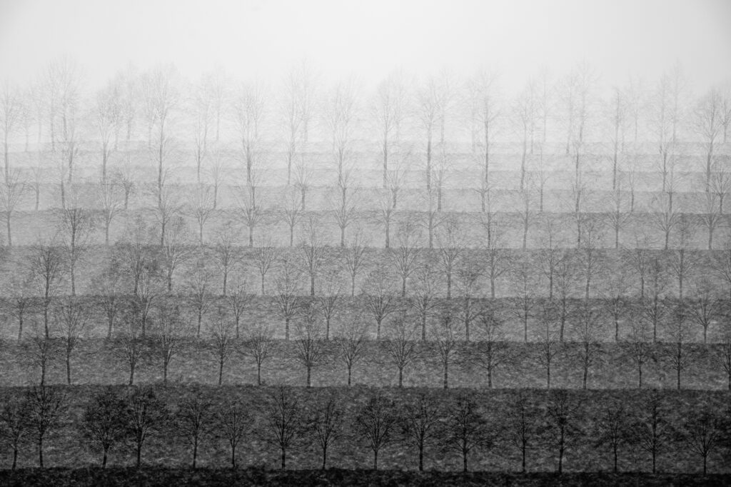 Line of trees - Abstract photography print for sale