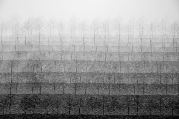 Line of trees - Abstract photography print for sale