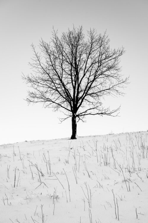 Lone tree in the snow - Photography print