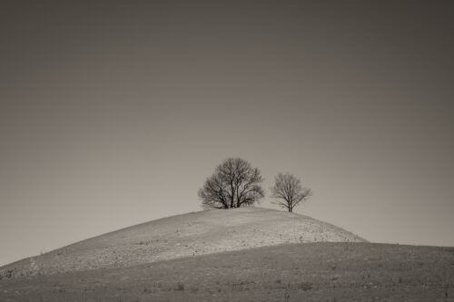 Trees on a Snowy Hill - Minimalist landscape photogograph for sale, Minimalism, top-winter-hill-minimal-ladscape-1112