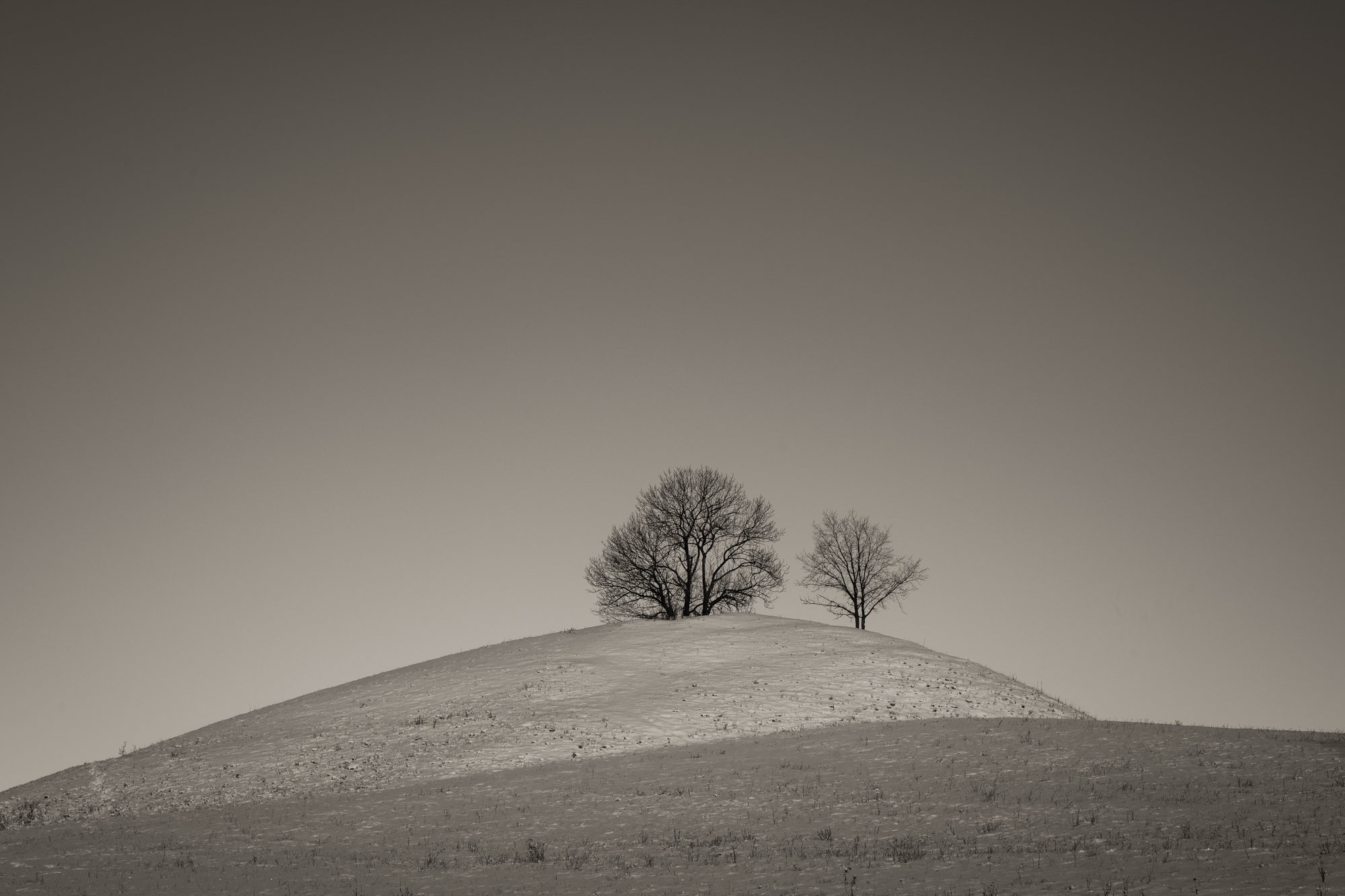 Martin Vorel Photography Trees on a Snowy Hill - Minimalist landscape photogograph for sale