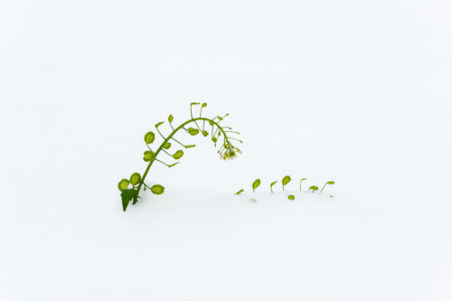 A green plant in the snow III. - Fine art photography print, Minimalism, A green plant in the snow III. – Fine art photography print