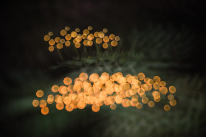 Yellow flowers in the darkness - multiple exposure photography for sale - Abstract
