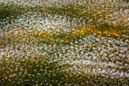 Abstract image of a meadow full of flowers - Photography print for sale - Abstract