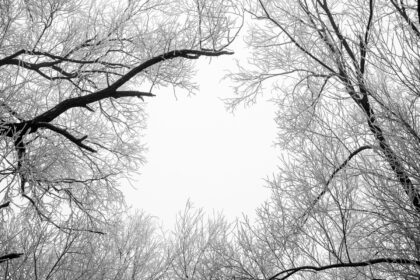Circle in the Branches - Fine art print - Abstract