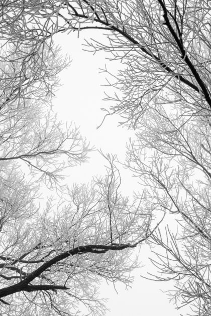Frozen Branches -Abstract Winter Composition - Photography for sale - Abstract