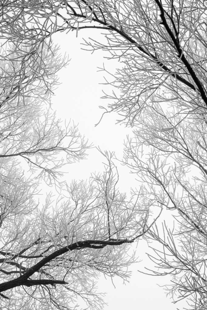 Black and White Winter Nature Set of 3 Prints Frozen Branches -Abstract Winter Composition - Photography for sale