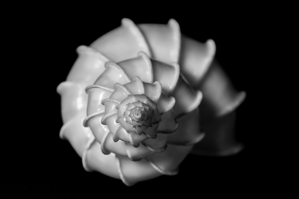 Seashell fine art photography - Epitonium scalare - precious wentletrap