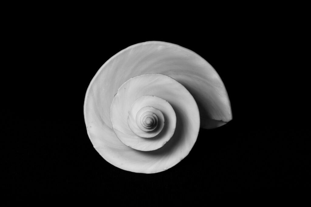 Thatcheria Mirabilis Sea Shell - Fine art photography print for sale